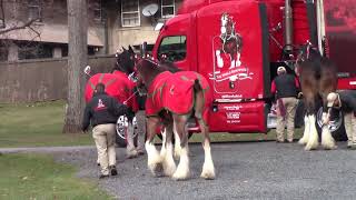 USET Budweiser Clydesdales  Arrival [upl. by Lohrman830]