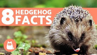 8 FACTS About Hedgehogs You Should Know [upl. by Nnylhtak722]