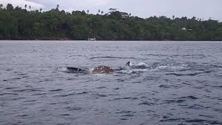 Orcas attacking and killing a Mola [upl. by Jordan]