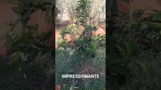 Impressionante roça vidanaroça rotinadeumamulherdocampo farturanaroça plantas diaadiadamul [upl. by Esilram756]