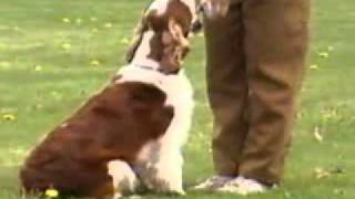 Welsh Springer Spaniel  Chapter 1 [upl. by Ostler469]