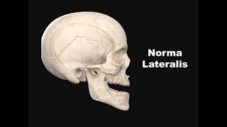 Norma Lateralis  Study of skull from the side  This includes the bones features attachments [upl. by Yehtomit]