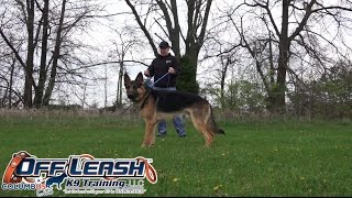 Dog Training 1 Year Old German Shepherd Storm BeforeAfter 2 Week Board and Train [upl. by Eicirtap]