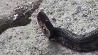 Venomous Cottonmouth shows off his fangs [upl. by Rann558]