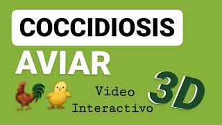 Coccidiosis Aviar  Video 3D  Avicultura Eimeria Ciclo Biológico  Tenella [upl. by Nilyad]