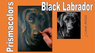 Black Lab Prismacolor Pencil Tutorial beginners [upl. by Saber]