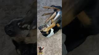 O bobi bateu a cabeça😱brincadeira cachorro pincher pets amopets viralvideo [upl. by Forward]