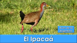 Ipacaa Giant Wood Rail Aramides ypecaha Aves de la Argentina [upl. by Lukash]