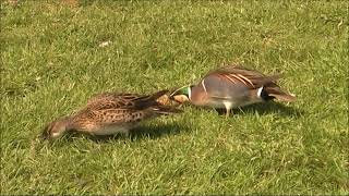 Baikal Teal [upl. by Eimrej]