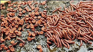 Rollin Millipedes Magical Millipedes in Group Diplopoda Myriapoda Centipedes Gonopods Telopods [upl. by Atnauqal]