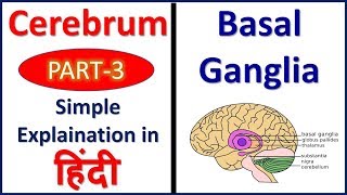 Basal Ganglia Cerebrum Part 3 Structure and Functions  Hindi Bhushan Science [upl. by Lertsek]