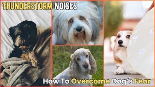 How to Help Your Dog Overcome Fear of Thunderstorm Noises V179  Dogs  Dog  Dog Videos  Cute Dog [upl. by Nalhsa]