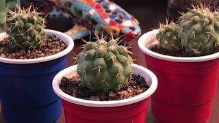 Copiapoa haseltoniana seedlings [upl. by Jephum]