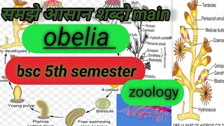 obelia bsc 5th semesterstructure of obelialife cycle of obelia obelia obelia bsc obelia dig [upl. by Cissie883]