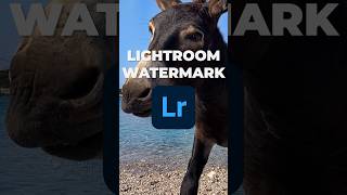 How to Add a Watermark in Lightroom shorts [upl. by Kinnie]