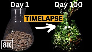 Plant Ecosystem in a JAR  100 Days Timelapse in 8K [upl. by Rattray876]