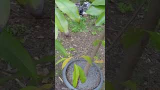 Pruning A Soursop Tree Grown In A Pot gardening fruit [upl. by Emily]