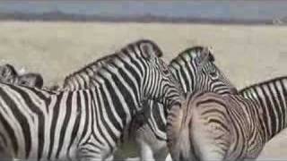 zebras in Etosha [upl. by Uzzia]