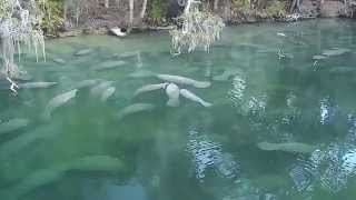 Winter Conditions for Manatees at Blue Spring and Three Sisters Springs [upl. by Jenei]