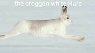 The creggan white Hare  original singerPaddy Tunney [upl. by Sande7]