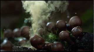 The coolest nature video ever 2012 HD [upl. by Nytsrik]