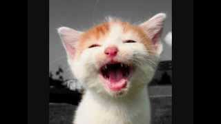 lachende katzen  laughing cats [upl. by Unders]