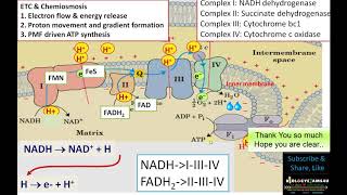 Electron Transport ChainStep by Step simple explanation  Biologyexams4u [upl. by Alita]