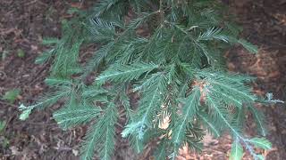 Sequoia sempervirens coast redwood Cupressaceae [upl. by Okiam]