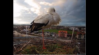 LIVE Storchennest Freilassing [upl. by Eph]