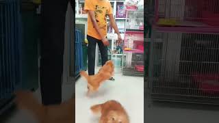 Pomeranian dog price in Bangladesh pretty birds Katabon Dhaka shop 2301711467381 [upl. by Dailey403]