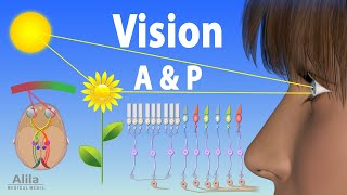 Vision Anatomy and Physiology Animation [upl. by Noyek]