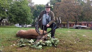 Rothirschbrunft in unseren Revieren Viele starke Hirsche auf der Strecke [upl. by Lyndel]