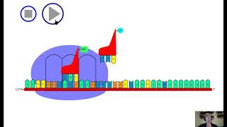 Protein Synthesis  Transcription and Translation  Narrated Animation [upl. by Xuagram244]