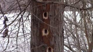 Pileated woodpeckers dynamic drillers of the woods [upl. by Meldon]