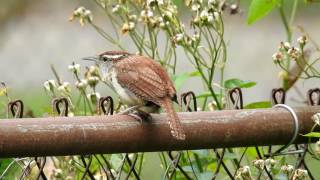 Bewicks Wren Call [upl. by Anidnamra]