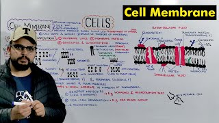 Cell membrane  Plasma Membrane Structure and Function Detailed Lecture [upl. by Andeee]