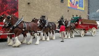 Budweiser Clydesdale horse team in Toronto [upl. by Krik908]