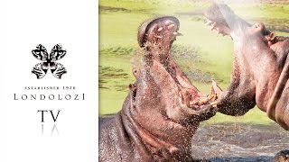 Incredible Hippo Fight  Londolozi TV [upl. by Einama]