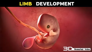 Apoptosis In Fetal Limb Development  3D Animation [upl. by Penthea]