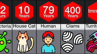 Comparison Animal Lifespans [upl. by Whitehurst]