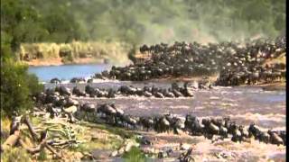 The Great Migration of the Animals in Serengeti 480P [upl. by Antoine]