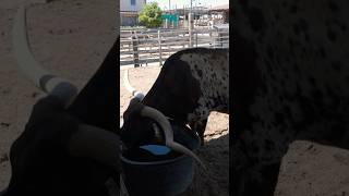 Fort Worth Stockyards Longhorn Cattle [upl. by Etem]