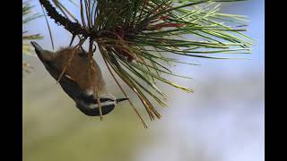 RED BREASTED NUTHATCH [upl. by Shirk]