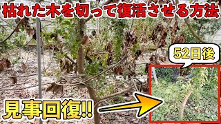 枯れた木を切って復活させる方法！4本の木を紹介します！その後の管理も解説！ [upl. by Elletsirk252]