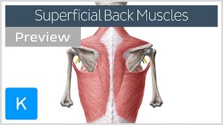 Superficial back muscles preview  Human Anatomy  Kenhub [upl. by Seyer]