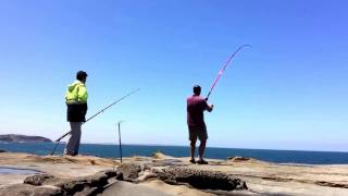 Punchbowl 23122016 2 pinkys 1 big whiting then reels screams Huge kingfish off the Punchbowl [upl. by Yumuk]