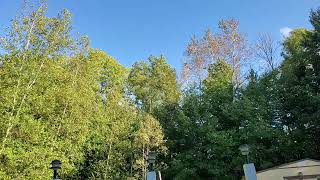 ASMR Trees blowing in the wind with a cricket asmr wind cricket [upl. by Hnib]