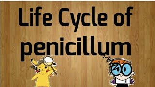 Life cycle of Penicillium [upl. by Evelin271]