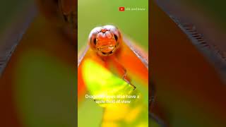 Dragonfly eyes like a 360 degree camera dragonfly animals [upl. by Aelanna]