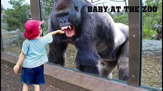 TRY NOT TO LAUGH  Funny Babies At The Zoo  LAUGH TRIGGER [upl. by Elconin]